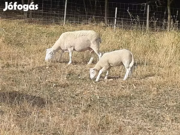 Ram, Sheep — Hungary