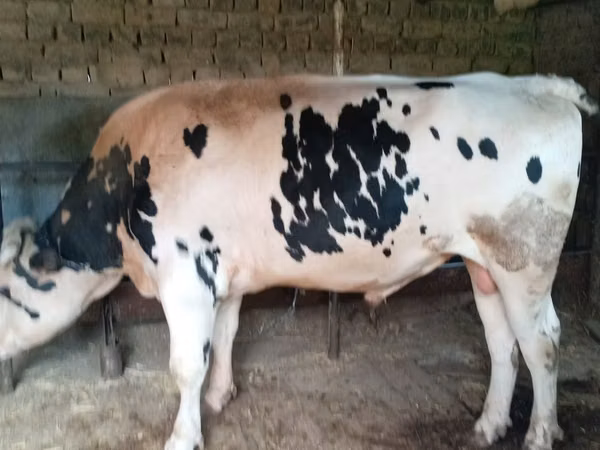 گاو نر, Russian Black pied cattle