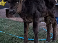 Ցուլ, Swiss cattle — լուսանկար 7