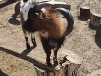 ஆண் வெள்ளாடு, வெள்ளாடுகள் — புகைப்படம் 5