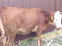 Cow, Swiss cattle — photo 3
