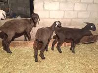 Goat, Goats — photo 1