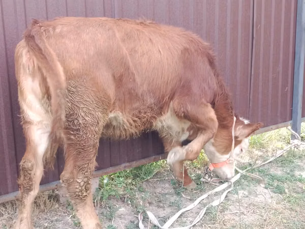 Cow, Swiss cattle
