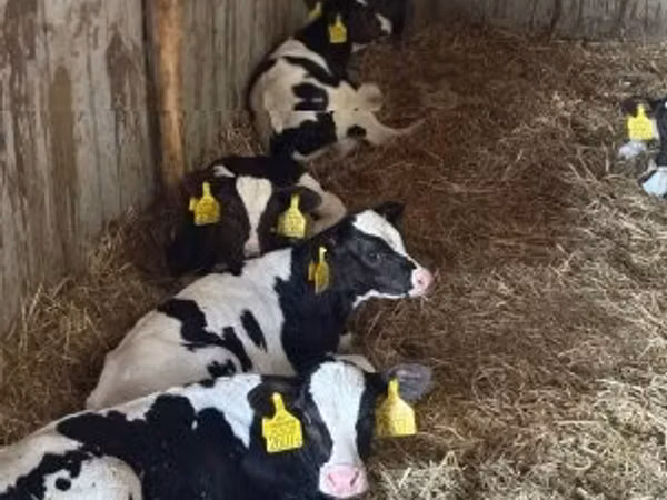 Stier, Russian Black pied cattle
