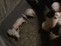 Pigs (batch, sex not specified) — photo 2