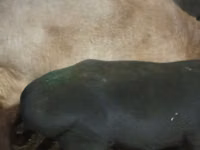 Խոյ, Hissar sheep — լուսանկար 4