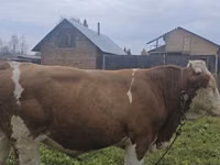Bulle, Simmental cattle — Foto 4