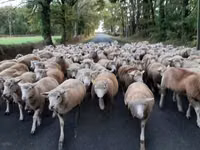 میش, Ile-de-France sheep — عکس 5