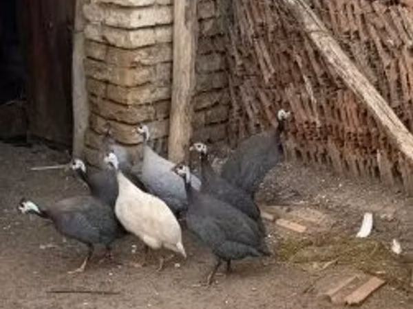 پرل گری — مجارستان
