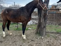 ঘোড়া, Arabian horse — ছবি 2
