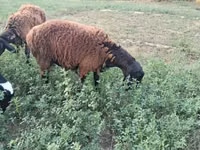 Kambing jantan, Sheep — foto 2