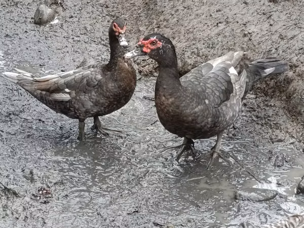 Domestic Muscovy