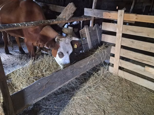 Cow, Cattle — Kazakhstan