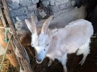 Kambing jantan, Goats — foto 1