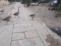 Geese — zdjęcie 3