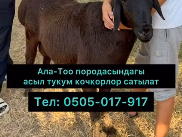 Ram, Hissar sheep — Kyrgyzstan