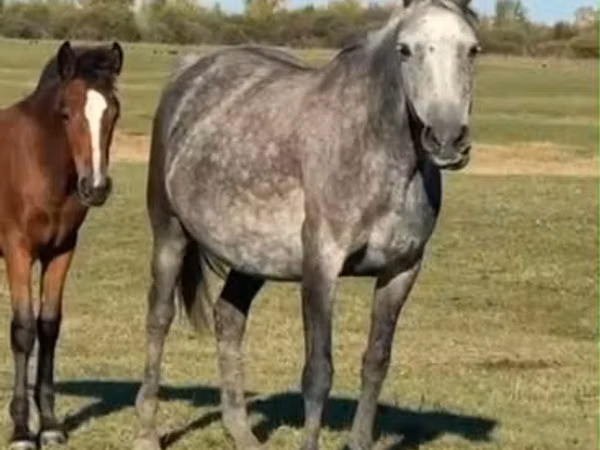 Kanca, Orlov Trotter