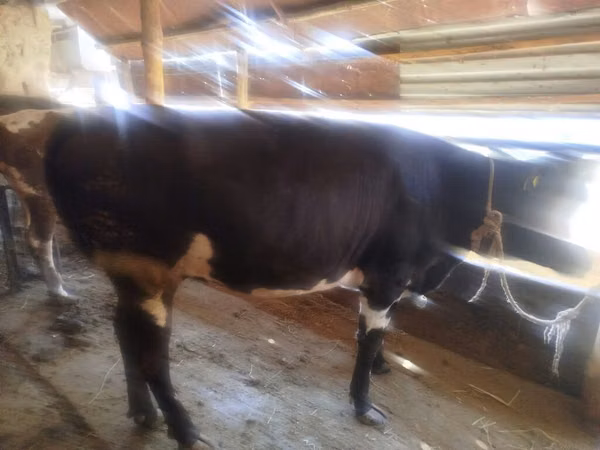 Cow, Cattle — Kyrgyzstan