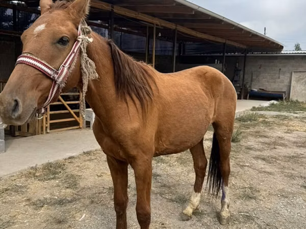 Horse (M), Horses — Kyrgyzstan