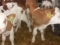 วัวตัวผู้, Simmental cattle — รูปภาพ 2