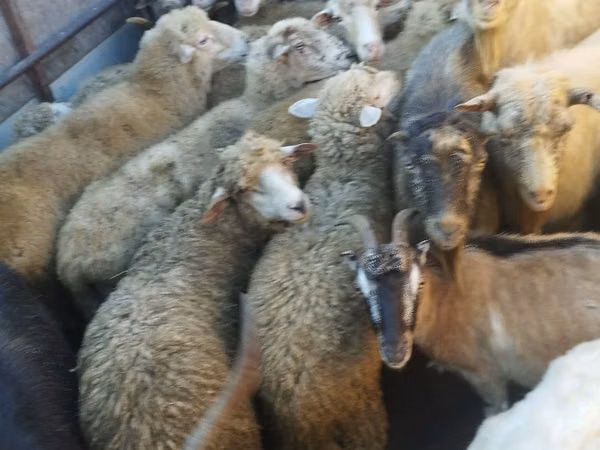 میش, گوسفند — مولداوی
