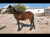 घोड़ी, Kazakh horse — फ़ोटो 2