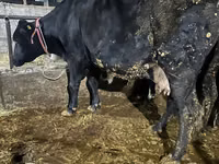 Koe, Holsteinras — foto 7