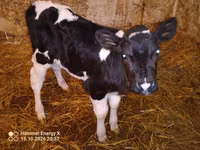 Cow, Russian Black pied cattle — photo 2