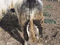 سانڈ, بیلجیئم نیلا — تصویر 7