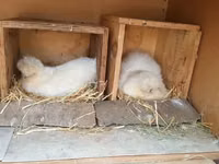 Silkie — foto 2