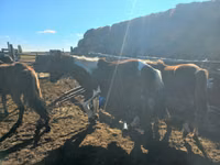 Kuda betina, Horses — foto 5