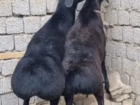 قوچ, گوسفند — عکس 4