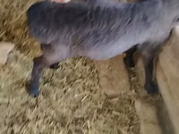 የጎትት አውራ በግ, Sheep — ፎቶ 1