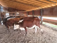 گاو ماده, گاو — عکس 2
