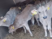 Toro, Bovini — foto 6