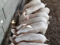 Pigs (batch, sex not specified) — photo 1