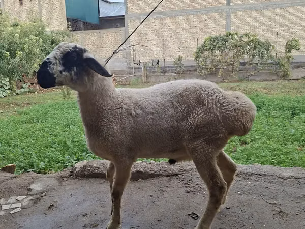 Ram, Blackheaded Persian sheep — Uzbekistan