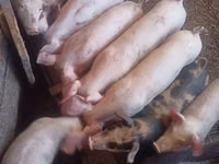 Sow, Pigs — photo 2