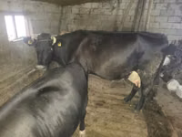 Cow, Cattle — photo 2