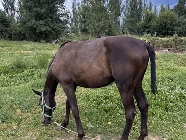 Horse (M), French Trotter — Kyrgyzstan