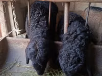 Kambing jantan, Sheep — foto 4
