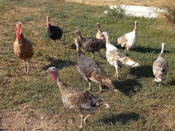Turkeys — Kyrgyzstan