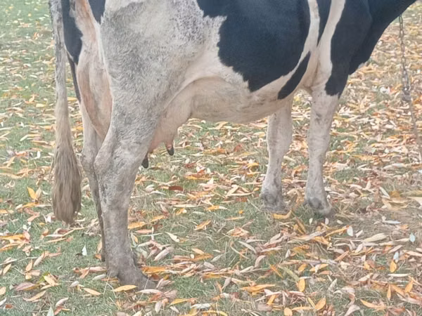 วัวตัวเมีย, Russian Black pied cattle