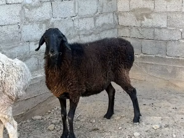 Ram, Sheep — Kazakhstan