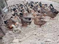 Ducks — fotografija 8