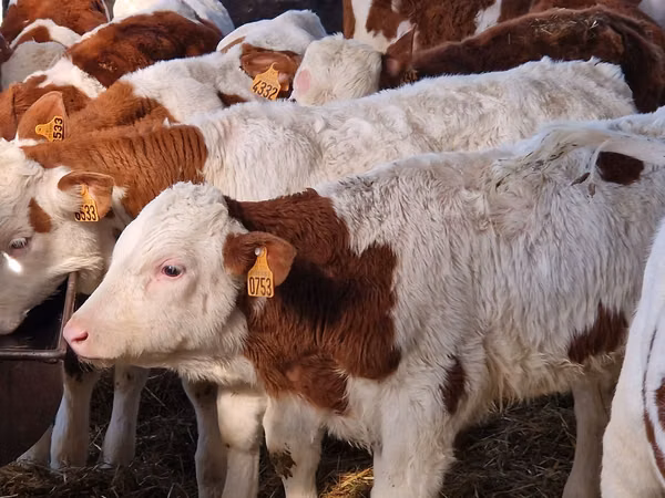 Cattle (batch, sex not specified), Aberdeen-Angus