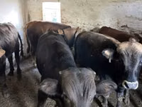 Boğa, Charolais cattle — foto 6