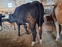 Cow, Cattle — photo 2
