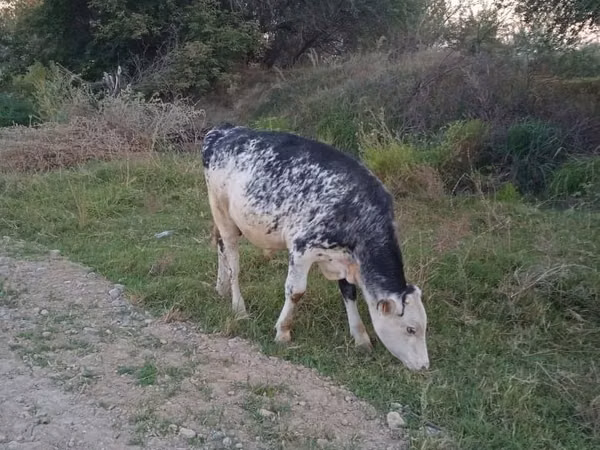Cattle (batch, sex not specified), Holstein breed — Kazakhstan