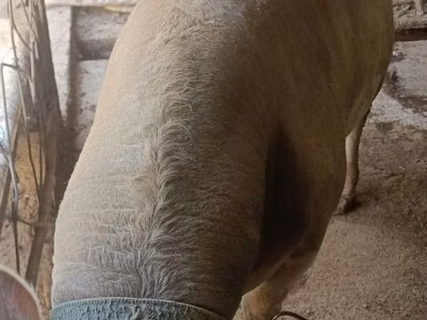 Bull, Cattle — Uzbekistan